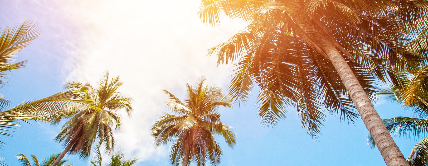 palm trees in the sun