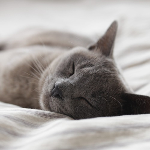 Our apartments near FIU in Miami are pet-friendly.