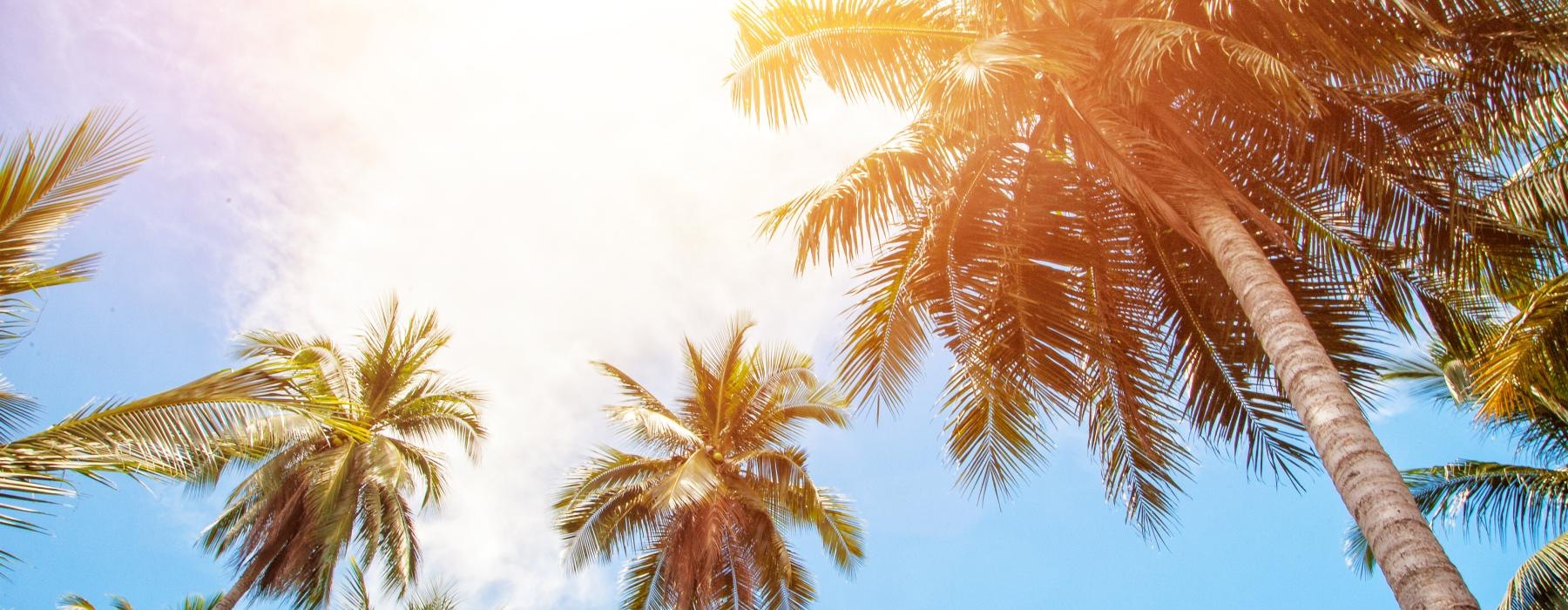 a group of palm trees